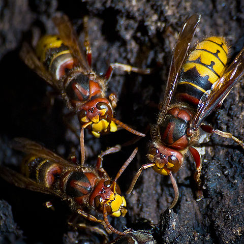 bee | removal | nassau county | long island | NY | New York | european | Hornet | nest | remove