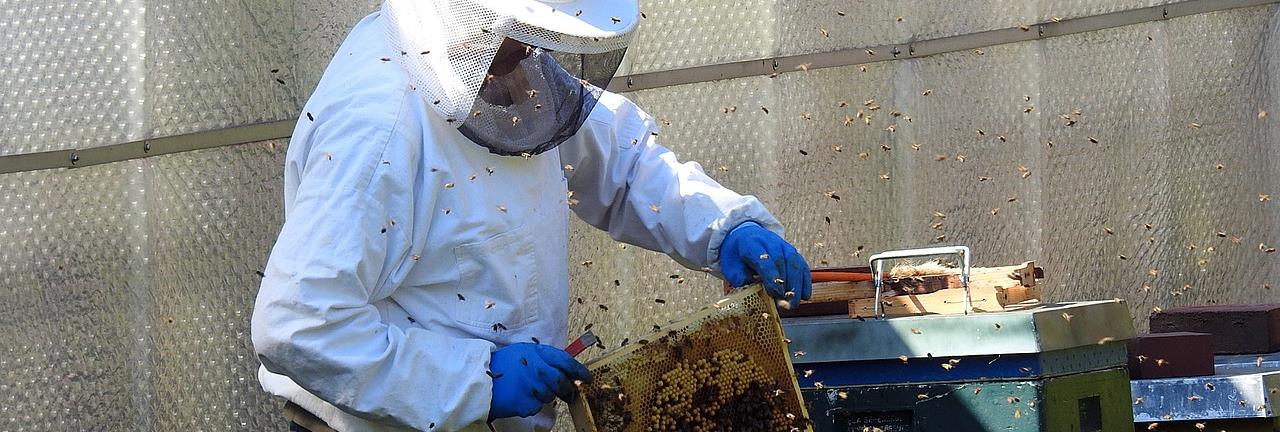 Bee Removal Nassau County | Bees | Wasps | Hornets | Long Island | New York | Remove | Removal | Hive | Nests