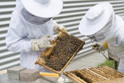 Bee Removal Nassau County | Bees | Wasps | Hornets | Long Island | New York | Remove | Removal | Hive | Nests