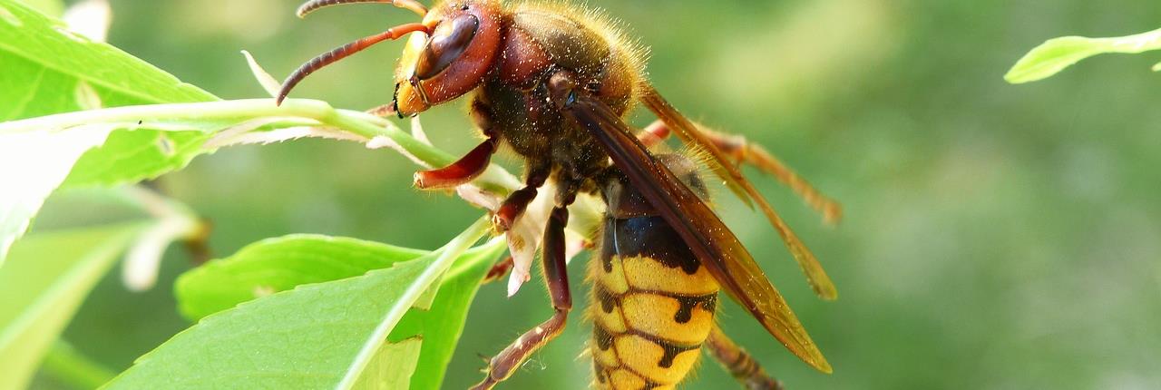 bee | removal | nassau county | long island | NY | New York | european | Hornet | nest | remove