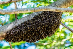 Bee Removal Nassau County | Bees | Wasps | Hornets | Long Island | New York | Remove | Removal | Hive | Nests