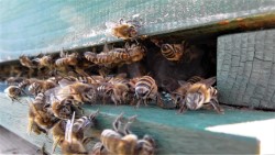 Bee Removal Nassau County | Bees | Wasps | Hornets | Long Island | New York | Remove | Removal | Hive | Nests