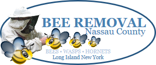 Bee Removal Nassau County | Bees | Wasps | Hornets | Long Island | New York | Remove | Removal | Hive | Nests